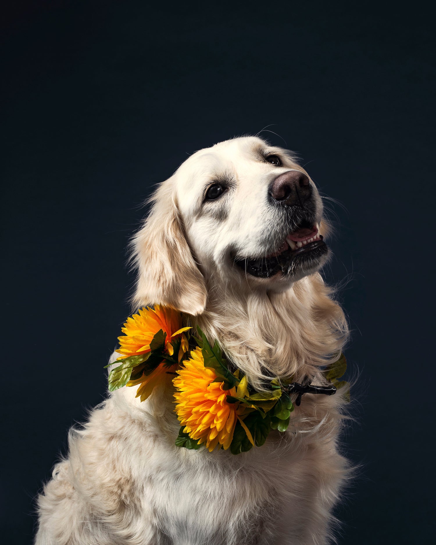DOGS EDITION