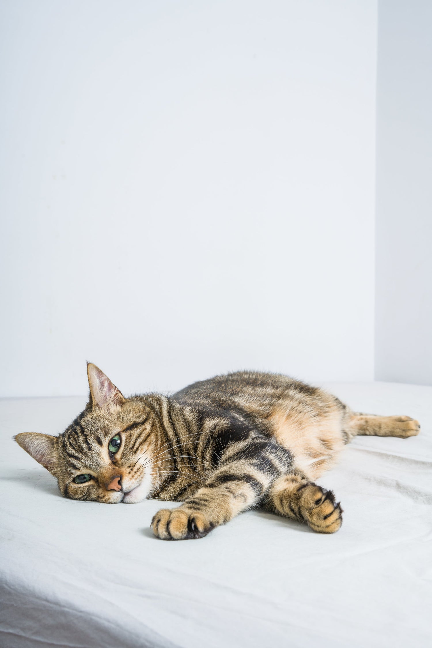 CATS EDITION