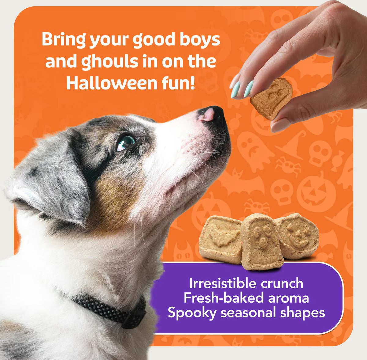 Blue Buffalo Boo Bars Pumpkin & Cinnamon Recipe Crunchy Halloween Dog Biscuits, 11-oz bag